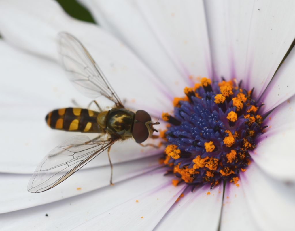 Episyrphus (Meliscaeva) auricollis?